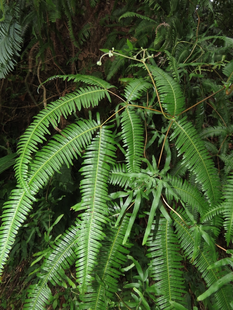 Dicranopteris latiloba (Dicranopteris latiloba)