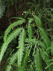 Dicranopteris latiloba (Dicranopteris latiloba)