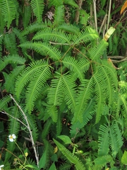 Dicranopteris latiloba (Dicranopteris latiloba)