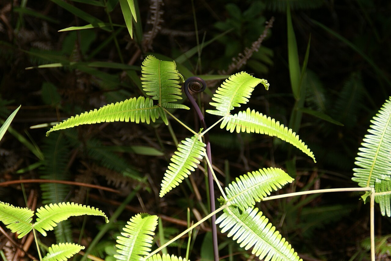Old World forkedfern: Uluhe (Dicranoperis linearis) at Iki Lookout, Hawaii Volcanoes National Park, Hawaii, Hawaii, USA