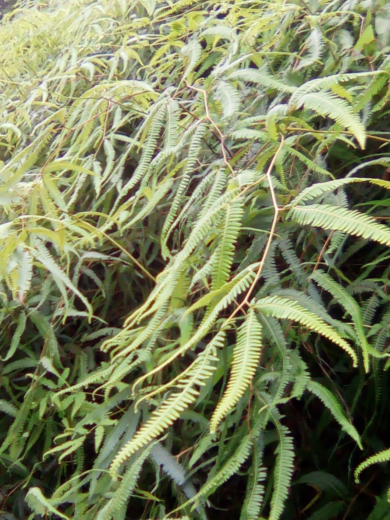 Old World forkedfern: Une touffe d'une espèce de fougère