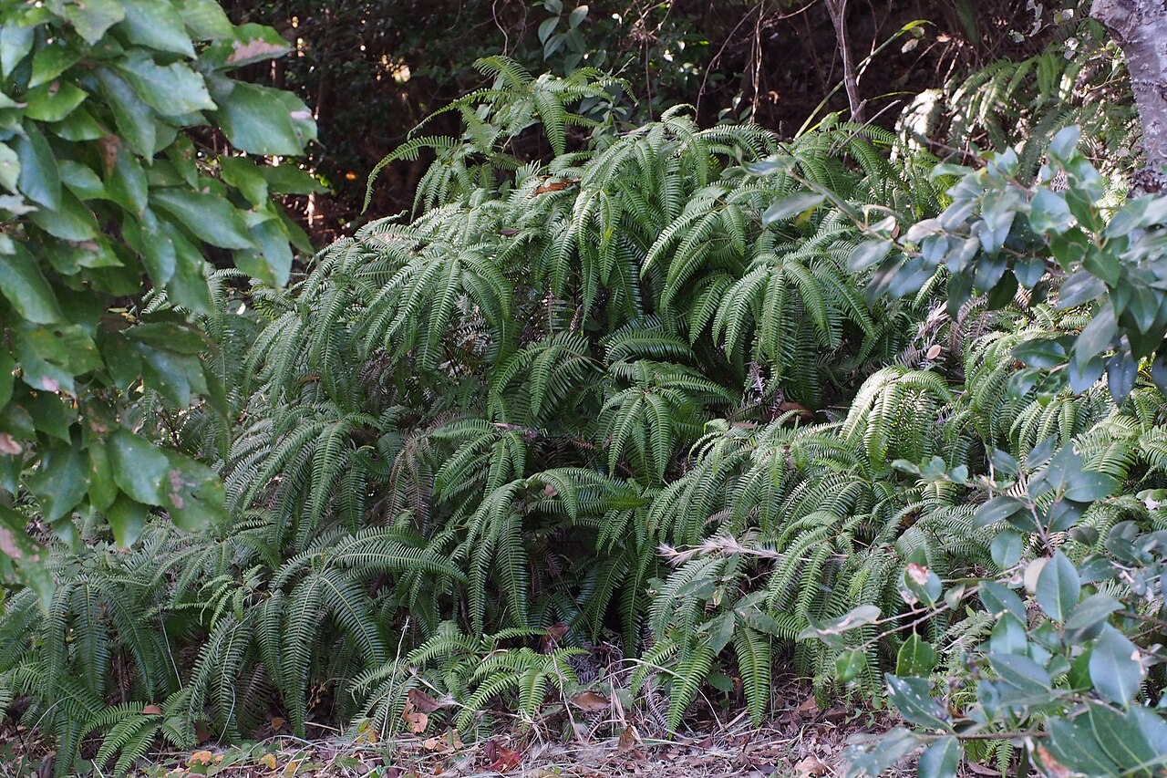 Old World forkedfern: コシダ (Dicranopteris linearis).
