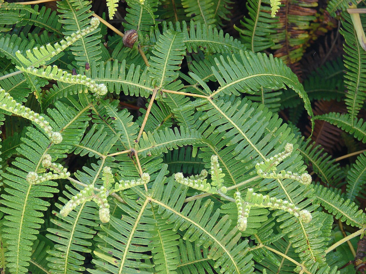 Old World forkedfern: Dicranopteris linearis (habit). Location: Lanai, Munro Trail