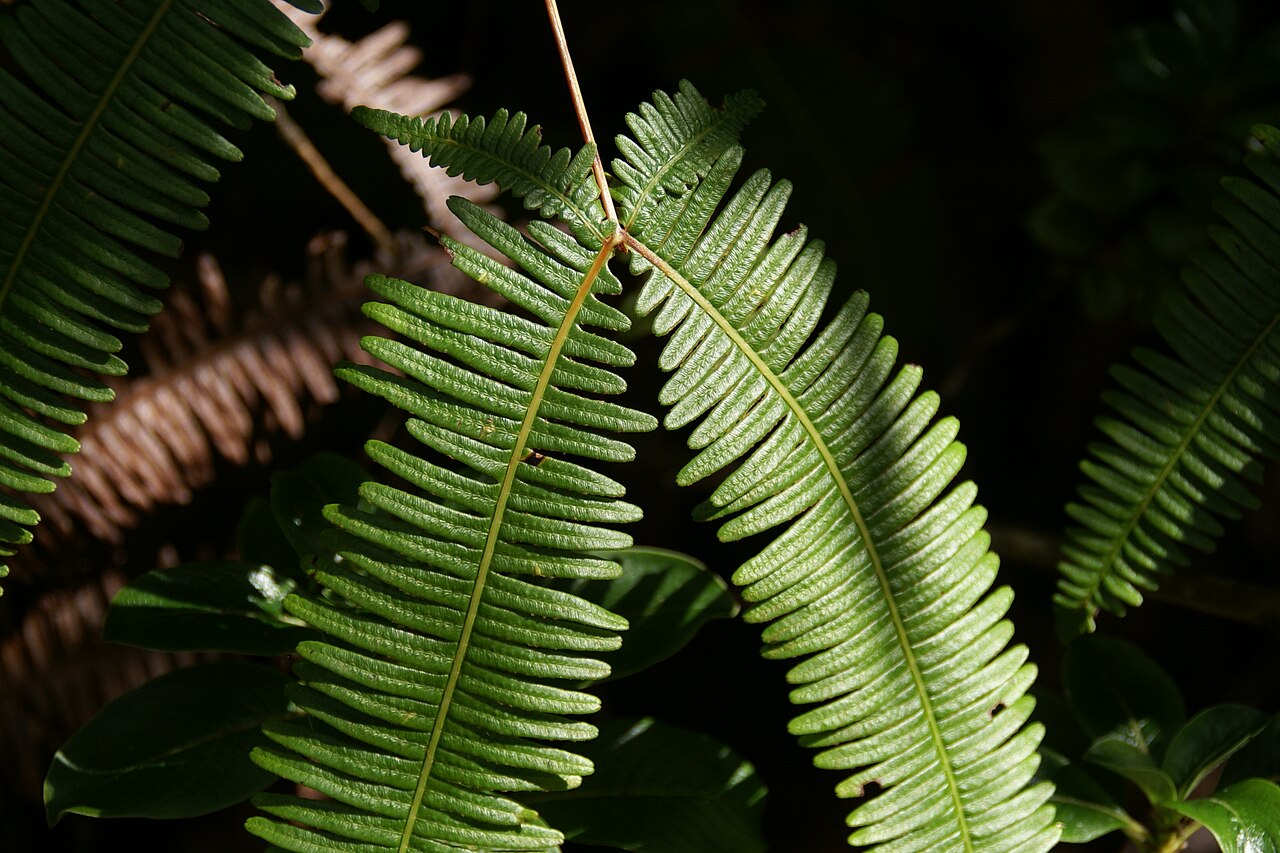 Old World forkedfern: Uluhe (Dicranoperis linearis) at Iki Lookout, Hawaii Volcanoes National Park, Hawaii, Hawaii, USA
