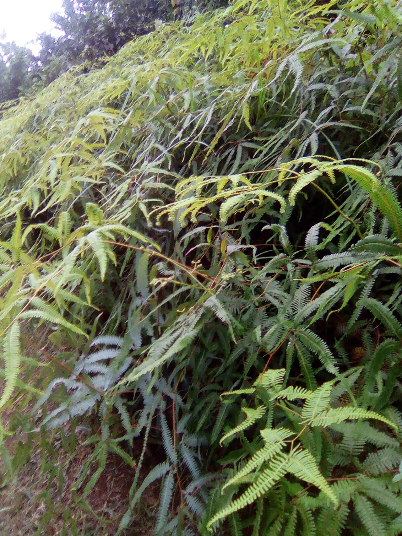 Old World forkedfern: Rangée de dicranopteris