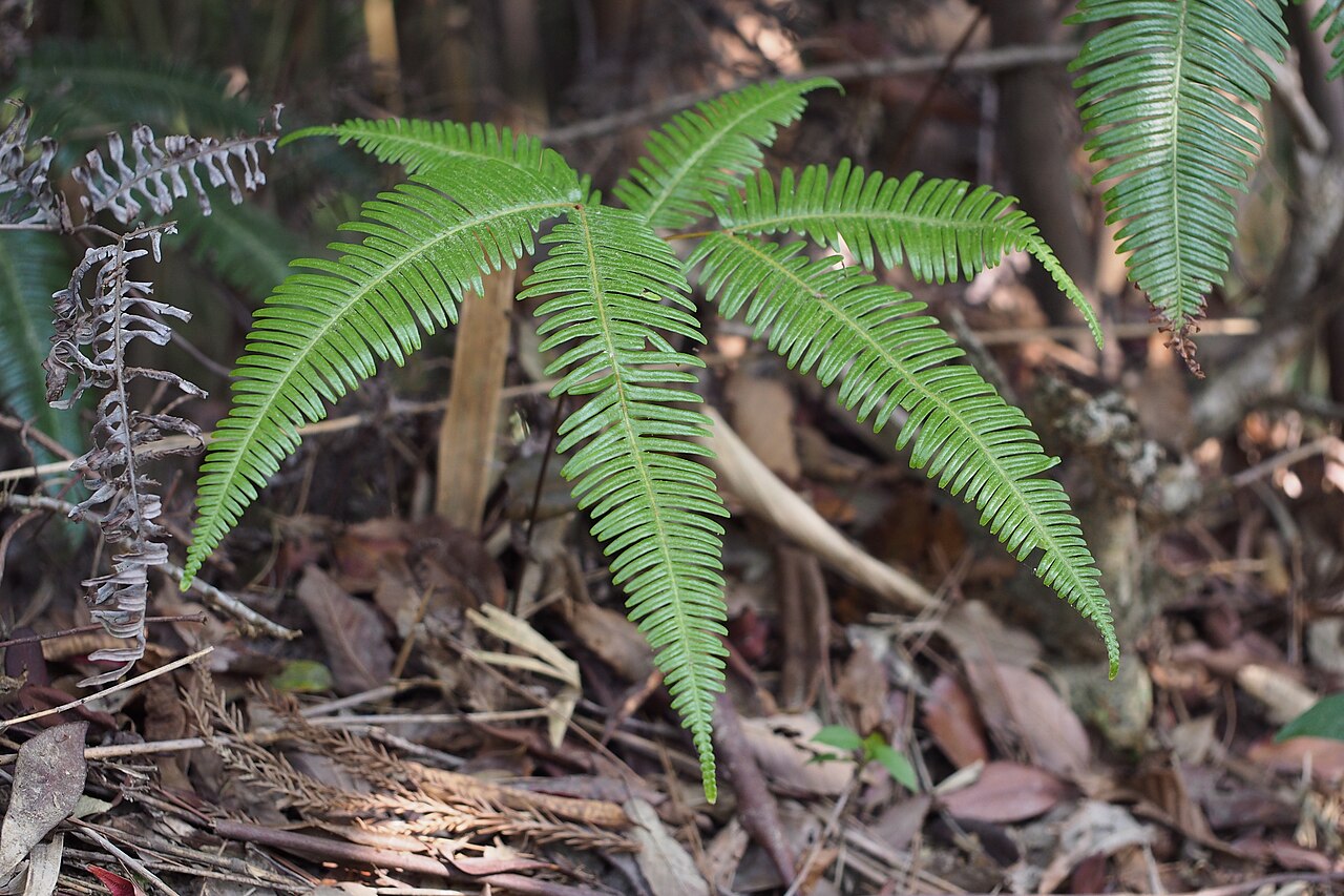 Old World forkedfern: コシダ (Dicranopteris linearis).