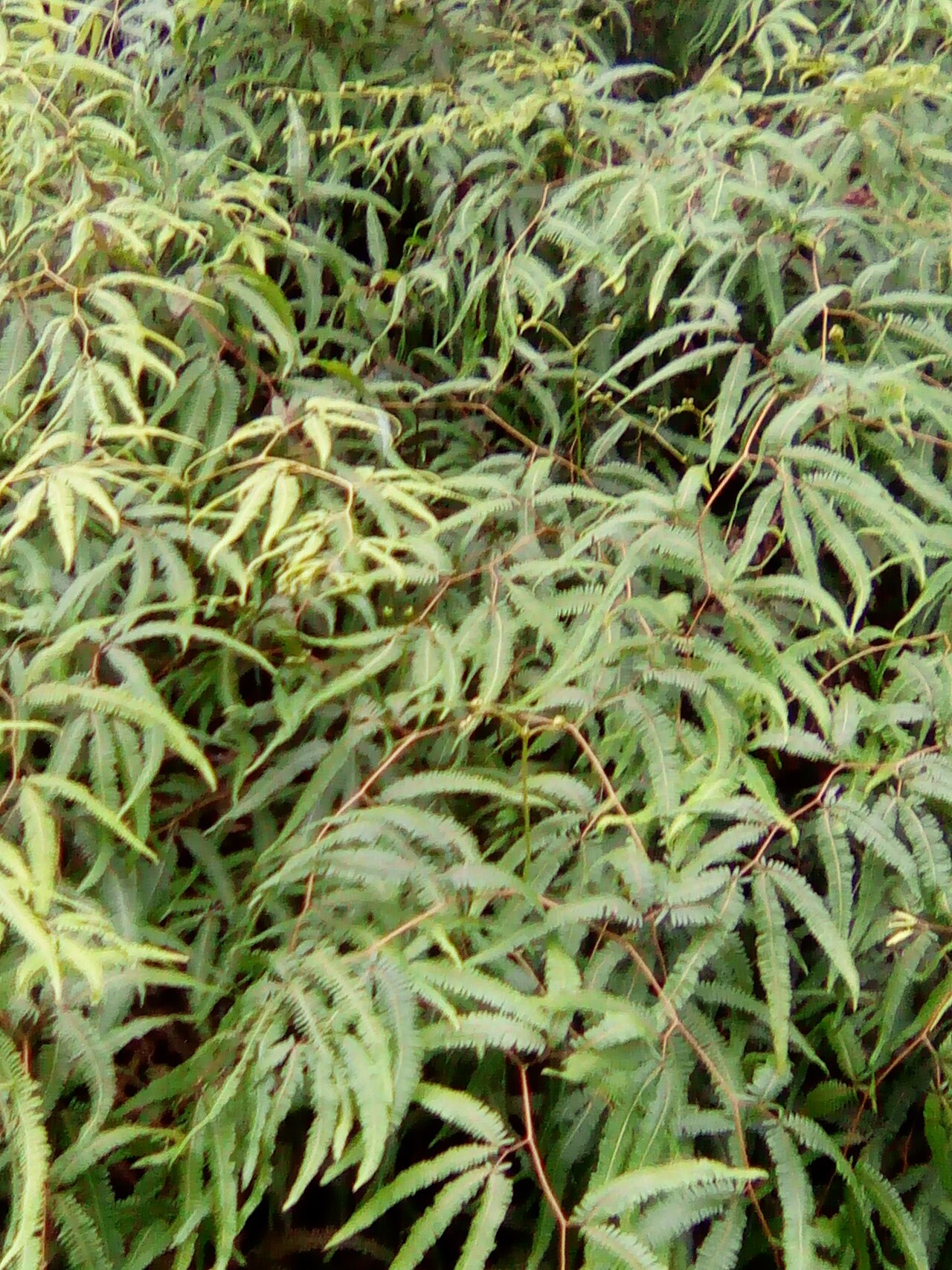 Old World forkedfern: Dicranopteris linearis