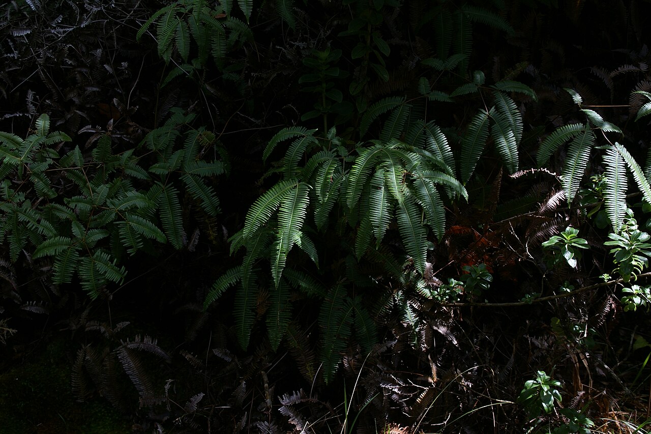 Old World forkedfern: Uluhe (Dicranoperis linearis) at Iki Lookout, Hawaii Volcanoes National Park, Hawaii, Hawaii, USA