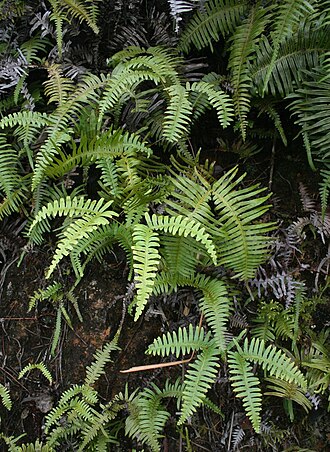 Old World forkedfern: Dicranopteris pedata (= Dicranopteris linearis ), Gleicheniaceae - Vietnam/Việt Nam: Dorf Tả Phìn nördlich von Sa Pa