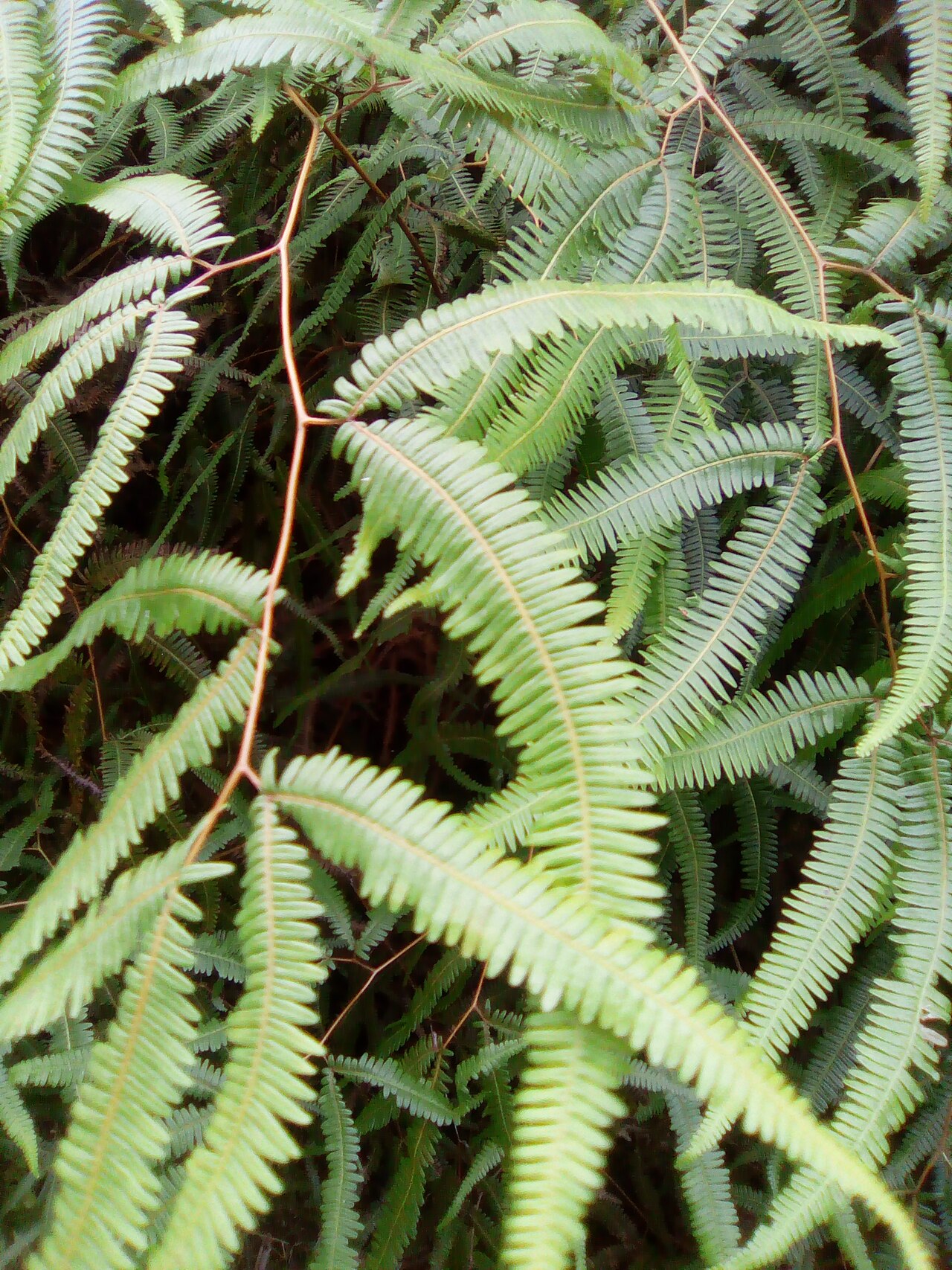 Old World forkedfern: Feuilles de fougère