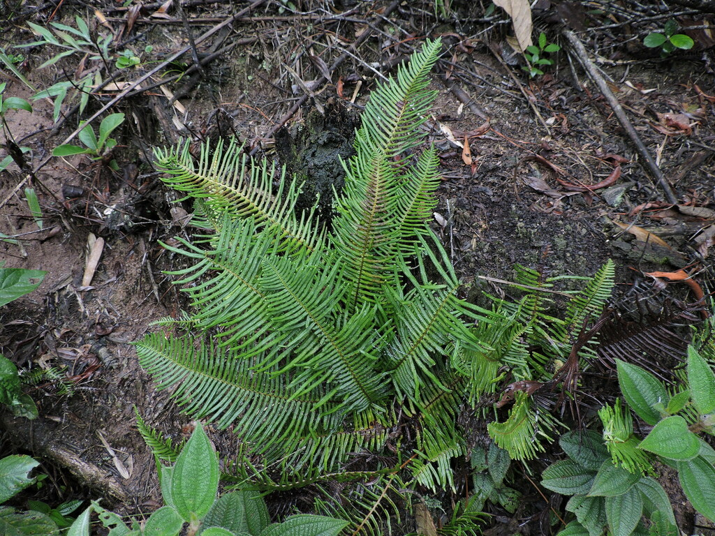 Dicranopteris nervosa (Dicranopteris nervosa)