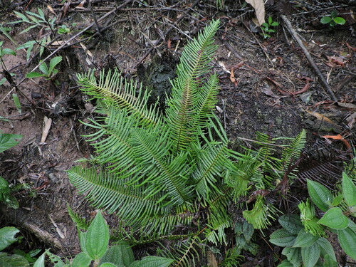 Dicranopteris nervosa (Dicranopteris nervosa)
