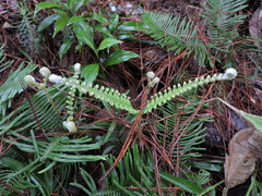 Dicranopteris nervosa (Dicranopteris nervosa)
