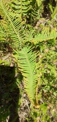 Dicranopteris nervosa (Dicranopteris nervosa)