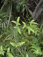 Dicranopteris tetraphylla (Dicranopteris tetraphylla)