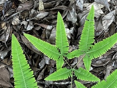 Dicranopteris tetraphylla (Dicranopteris tetraphylla)