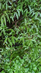Dicranopteris tetraphylla (Dicranopteris tetraphylla)