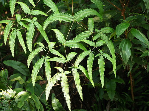 Dicranopteris tetraphylla (Dicranopteris tetraphylla)