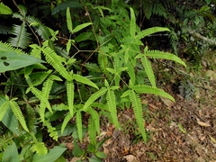 Dicranopteris tetraphylla (Dicranopteris tetraphylla)