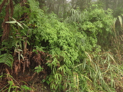 Dicranopteris tetraphylla (Dicranopteris tetraphylla)