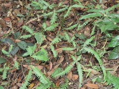 Dicranopteris tetraphylla (Dicranopteris tetraphylla)