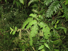 Dicranopteris tetraphylla (Dicranopteris tetraphylla)