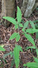 Dicranopteris tetraphylla (Dicranopteris tetraphylla)