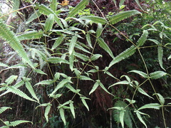 Dicranopteris tetraphylla (Dicranopteris tetraphylla)