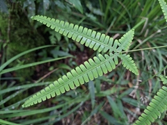 Dicranopteris tetraphylla (Dicranopteris tetraphylla)