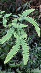 Dicranopteris tetraphylla (Dicranopteris tetraphylla)
