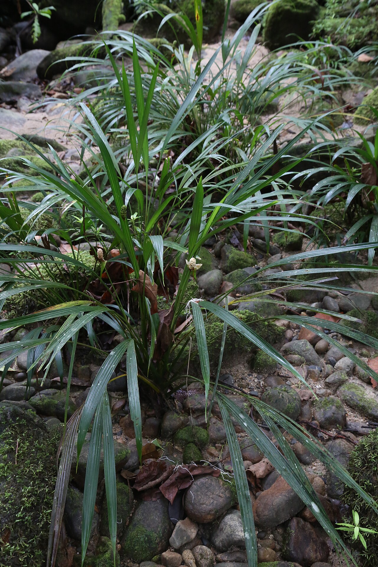 Dicranopygium stenophyllum: Ecuador, Pastaza, Mera, dry mountain river bed near Río Alpayacu.
