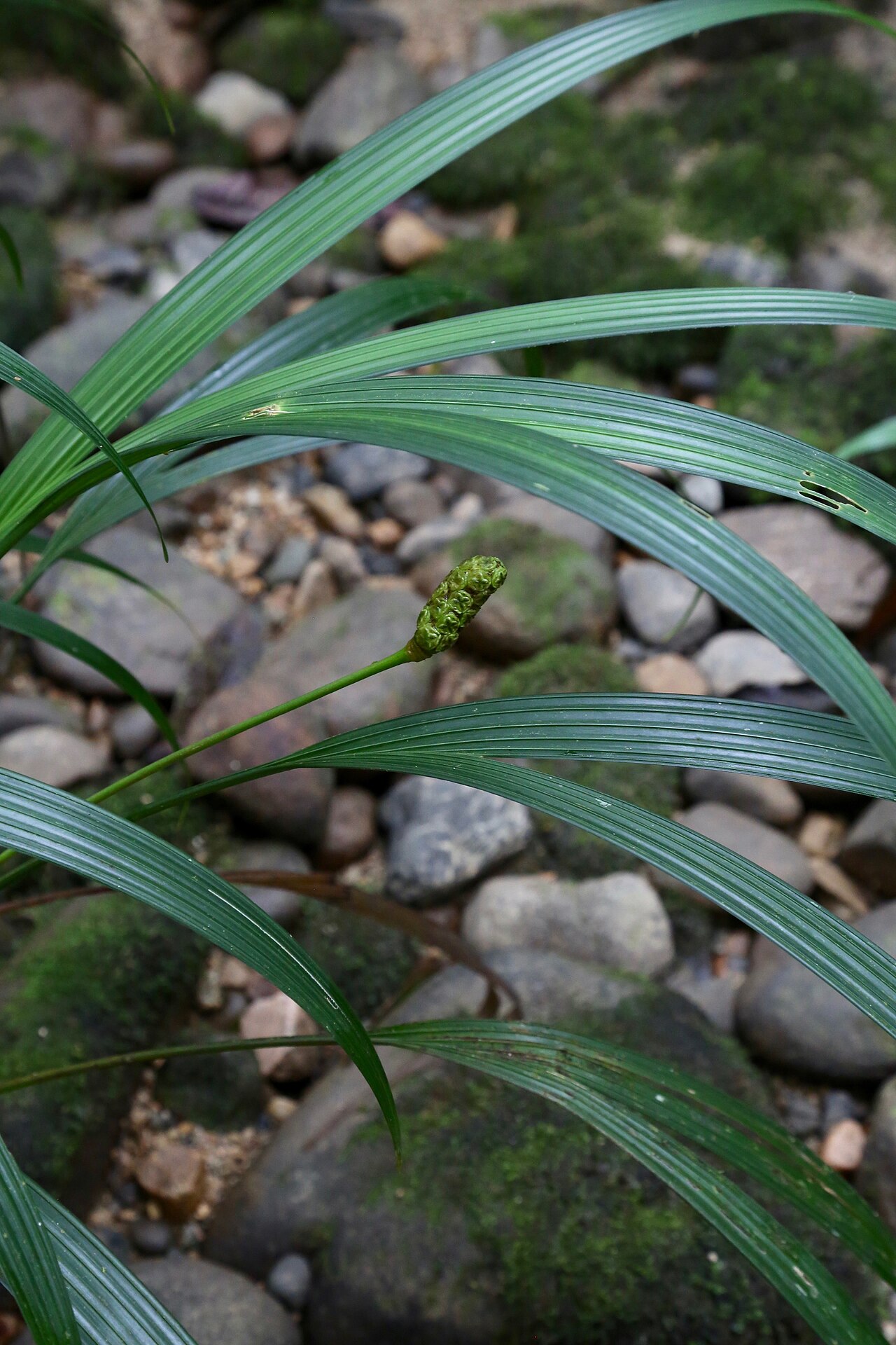 Dicranopygium stenophyllum: Ecuador, Pastaza, Mera, dry mountain river bed near Río Alpayacu. The spadix with clearly seen spirally arranged four-sided pistillate flowers showing stigmatic