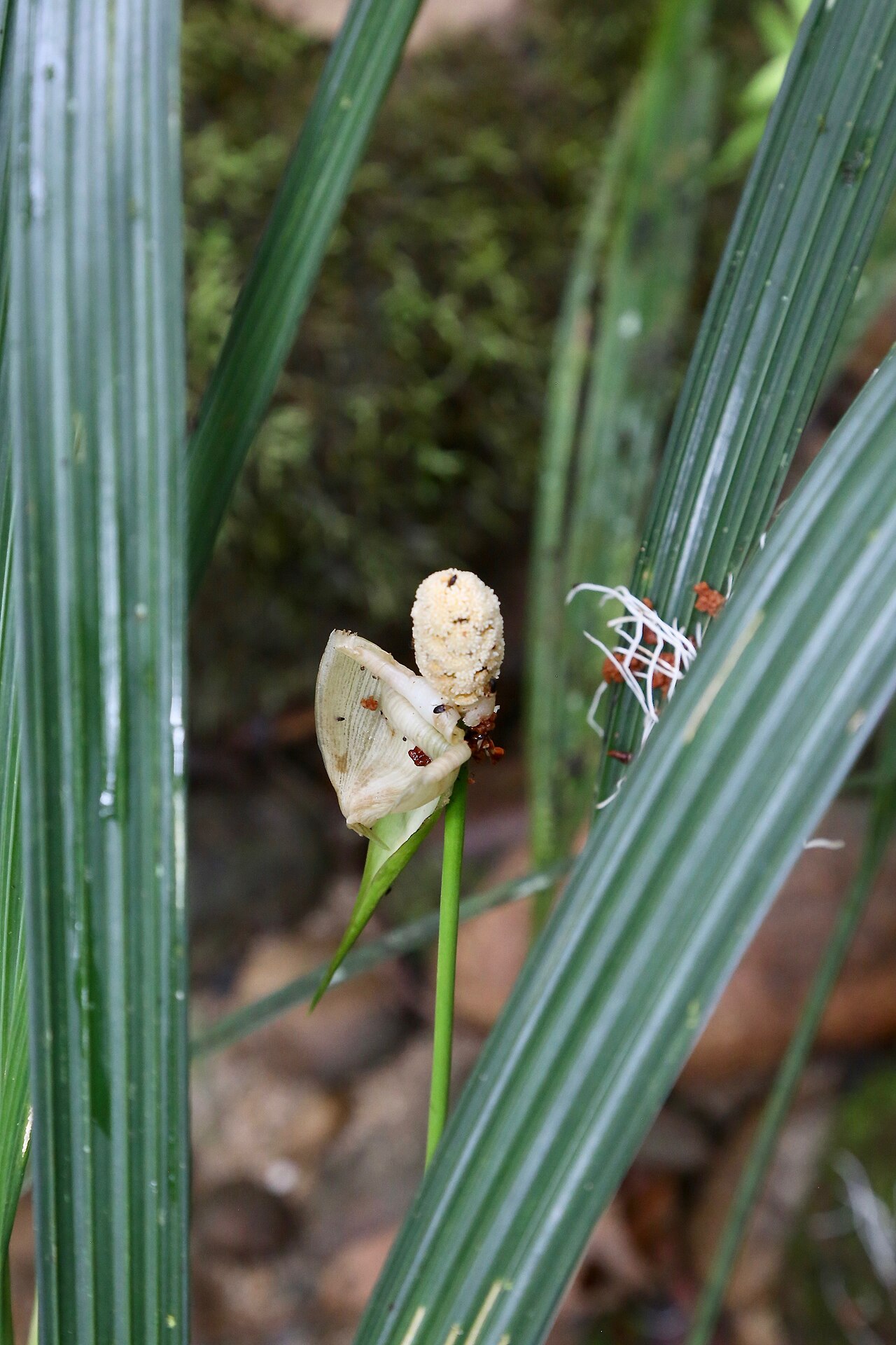 Dicranopygium stenophyllum: Ecuador, Pastaza, Mera, dry mountain river bed near Río Alpayacu. The inflorescence after long white filiform staminodes have just fallen aside, note the subten
