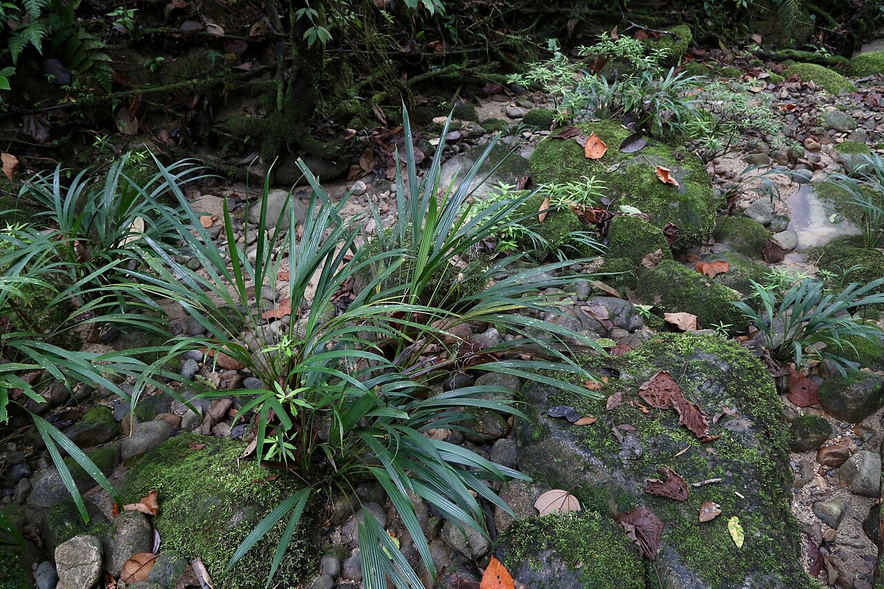 Dicranopygium stenophyllum: Ecuador, Pastaza, Mera, dry mountain river bed near Río Alpayacu.
