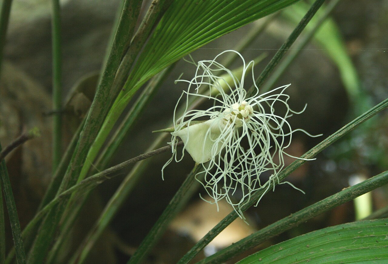 Dicranopygium yacu-sisa: Inflorescence of Dicranopygium yacu-sisa, Rio Tabaro, Venezuela
