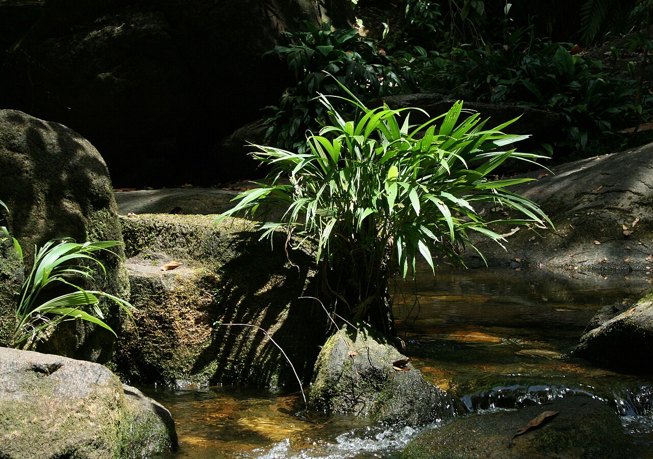 Dicranopygium yacu-sisa: Plant of Dicranopygium yacu-sisa, Rio Tabaro, Venezuela