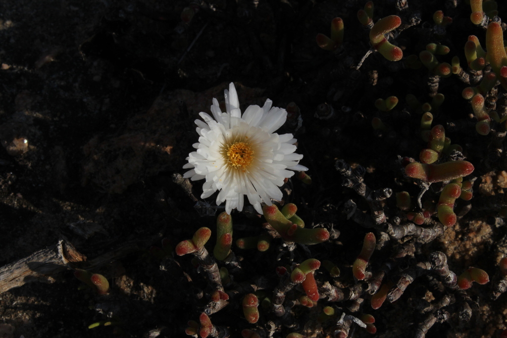 Dicrocaulon ramulosum (Dicrocaulon ramulosum)