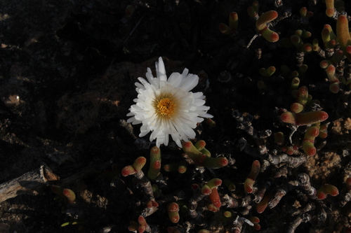 Dicrocaulon ramulosum (Dicrocaulon ramulosum)