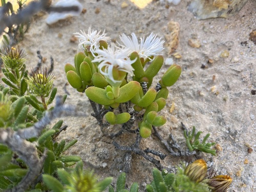 Dicrocaulon ramulosum (Dicrocaulon ramulosum)