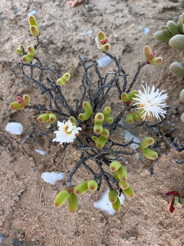 Dicrocaulon ramulosum (Dicrocaulon ramulosum)