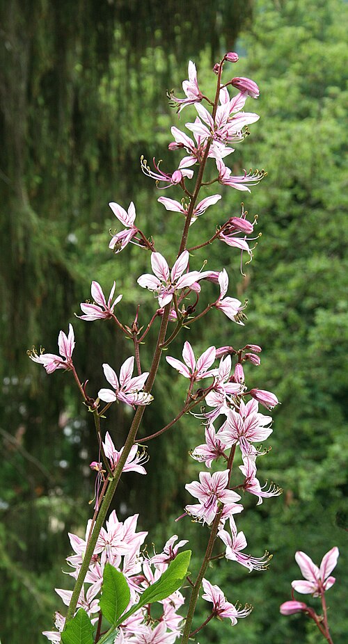Burning bush: Fraxinella