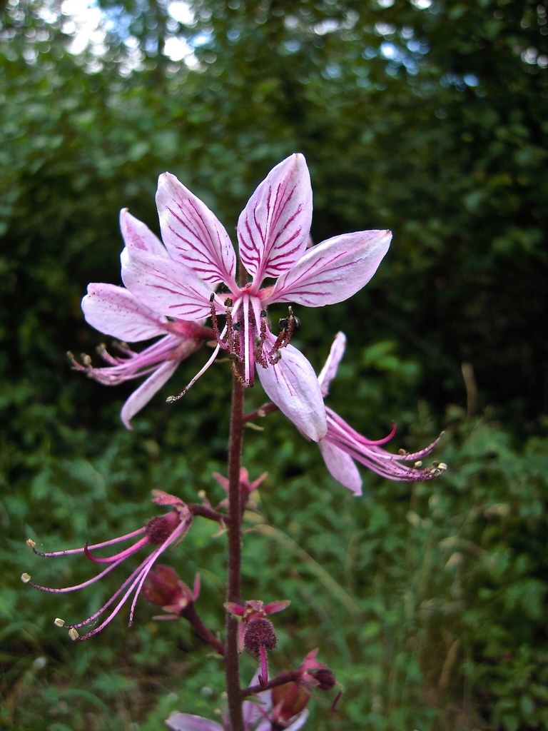 Burning bush (Dictamnus albus)