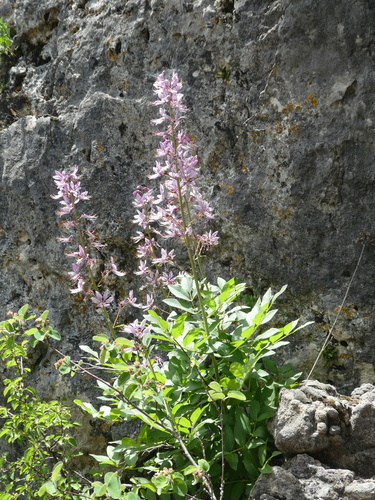 Burning bush (Dictamnus albus)