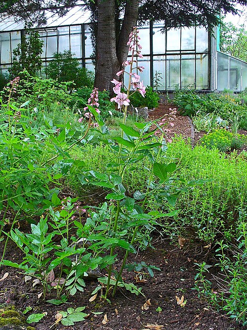 Burning bush: Dictamnus albus , Rutaceae, Burning Bush, False Dittany, White Dittany, and Gas-plant, habitus; Botanical Garden KIT, Karlsruhe, Germany. The leaves and the roo