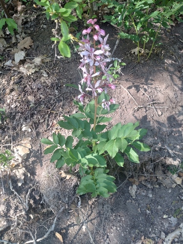 Burning bush (Dictamnus albus)
