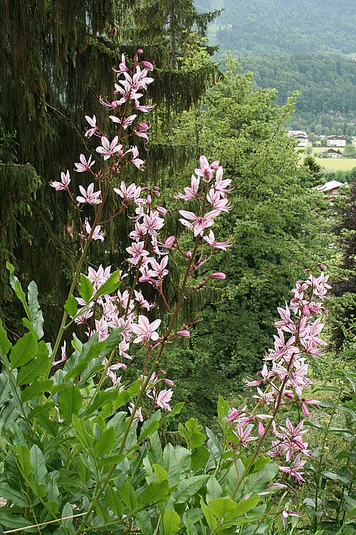 Burning bush: Dictamnus albus