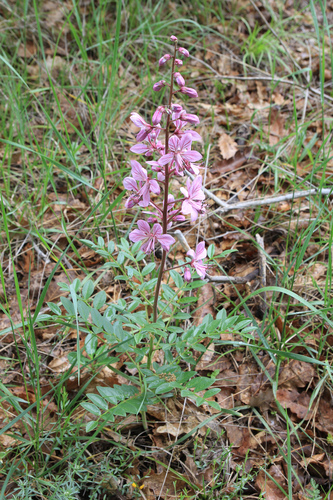 Burning bush (Dictamnus albus)