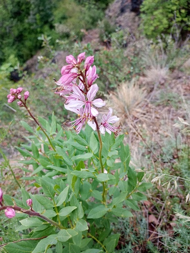 Burning bush (Dictamnus albus)