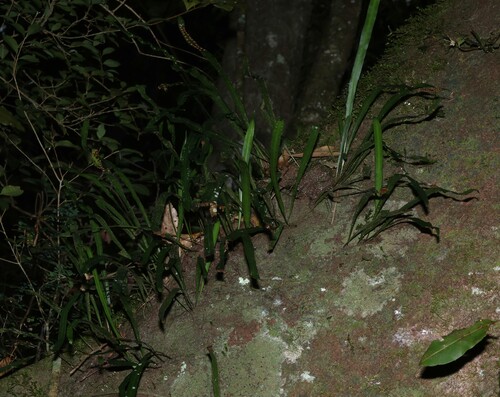 Dictymia brownii (Dictymia brownii)