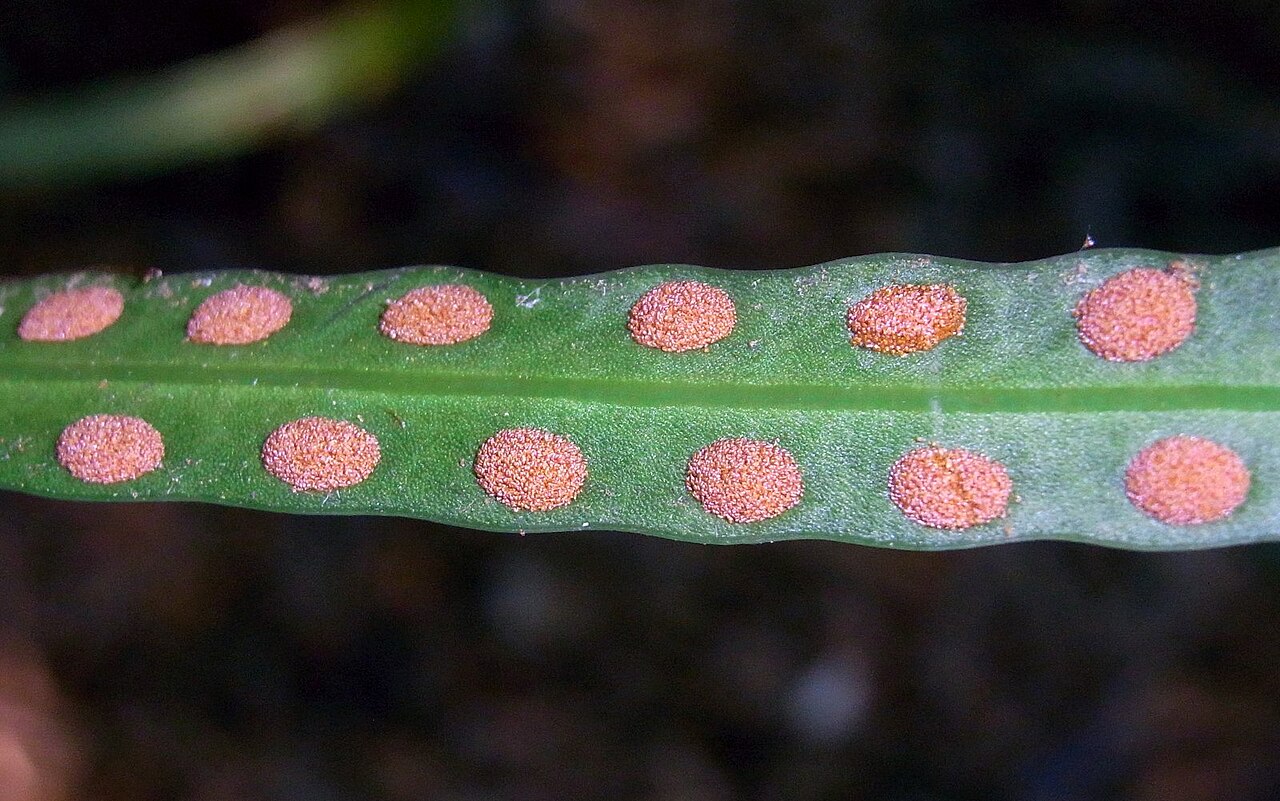 Dictymia brownii: Strap fern with sori; possibly Dictymia brownii . St Ives Wildflower Garden, Sydney Australia